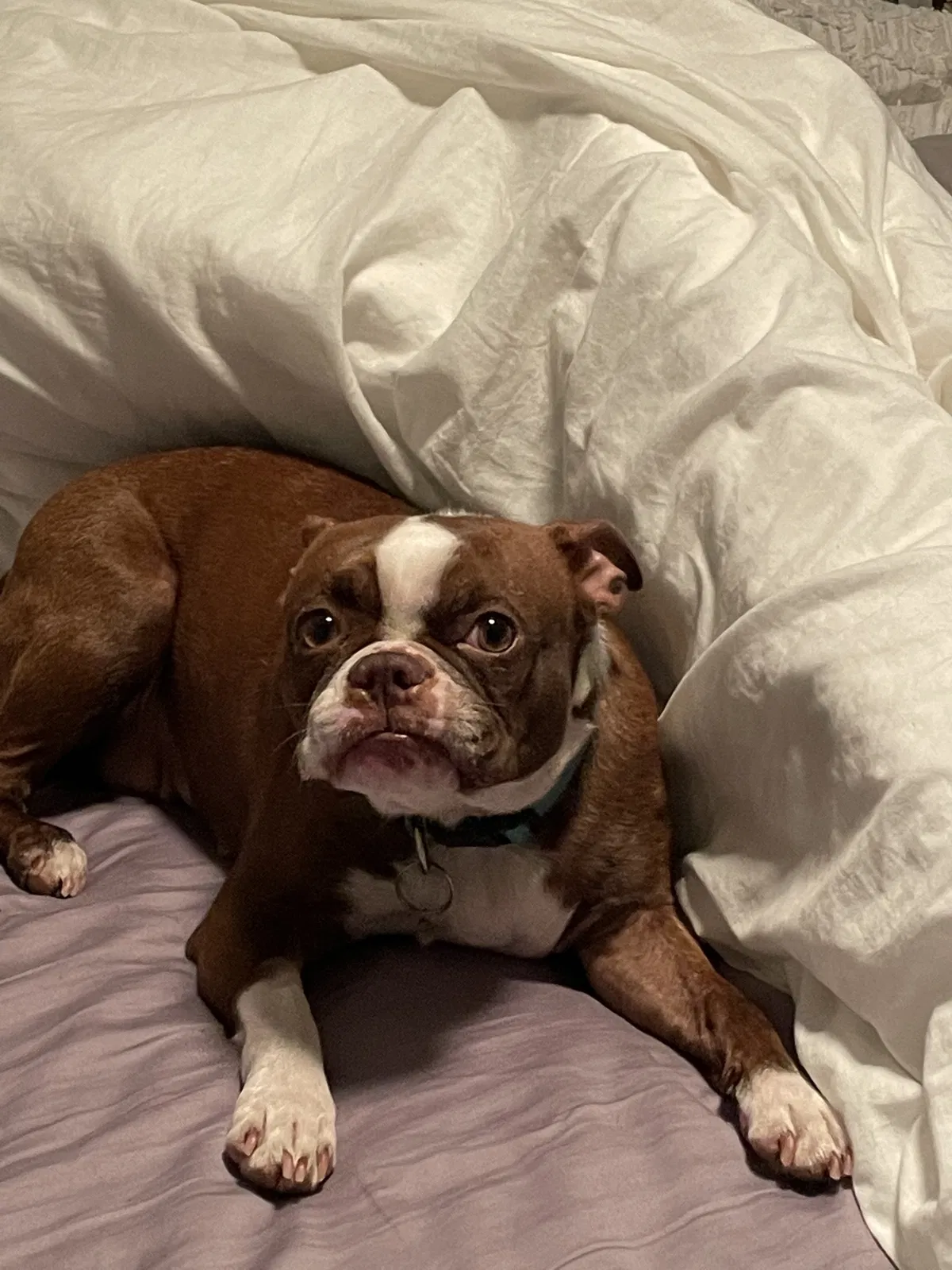 Lost dog in Oxford, CT, 6478
