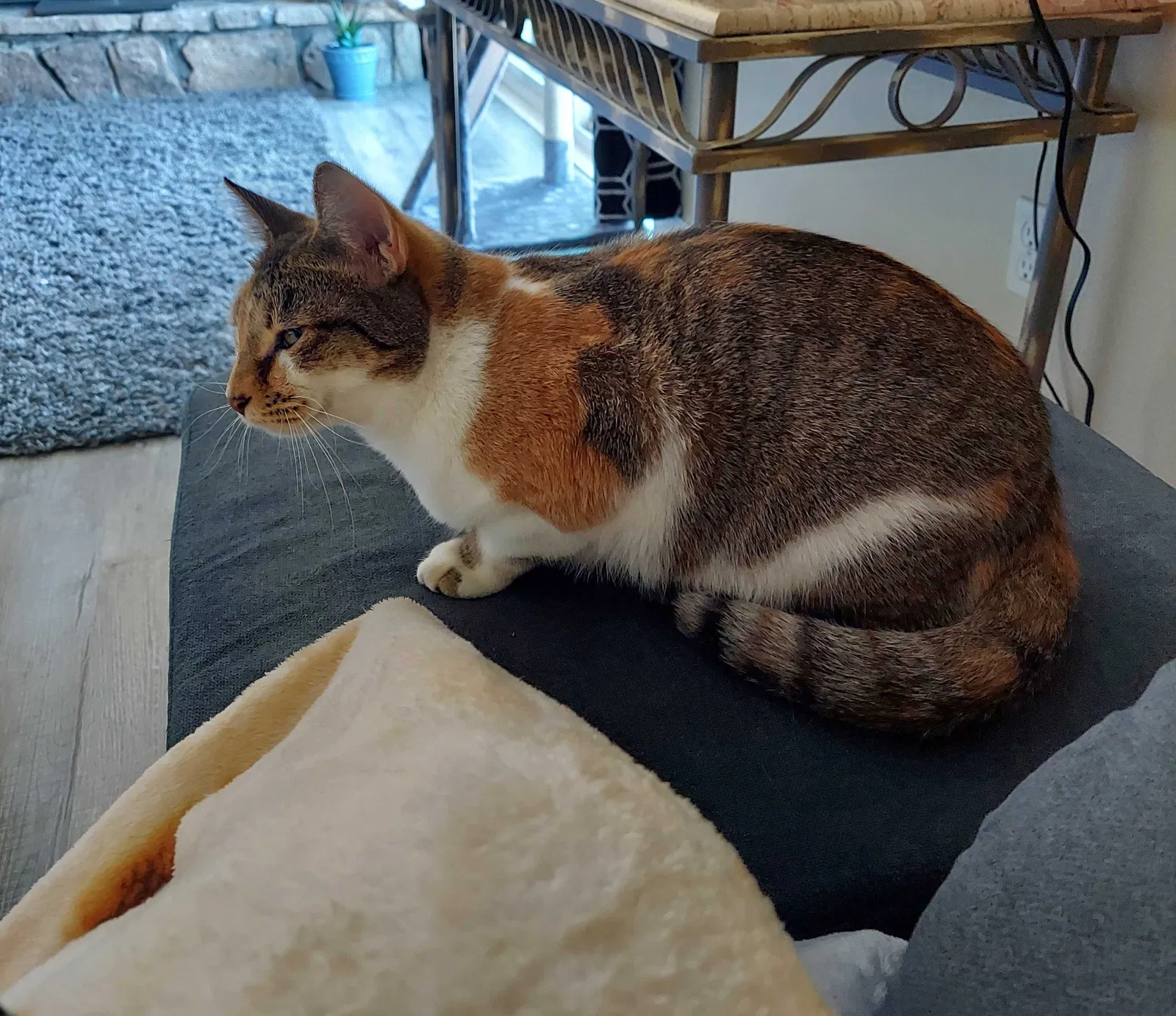 Lost cat in Branson, MO, 65616