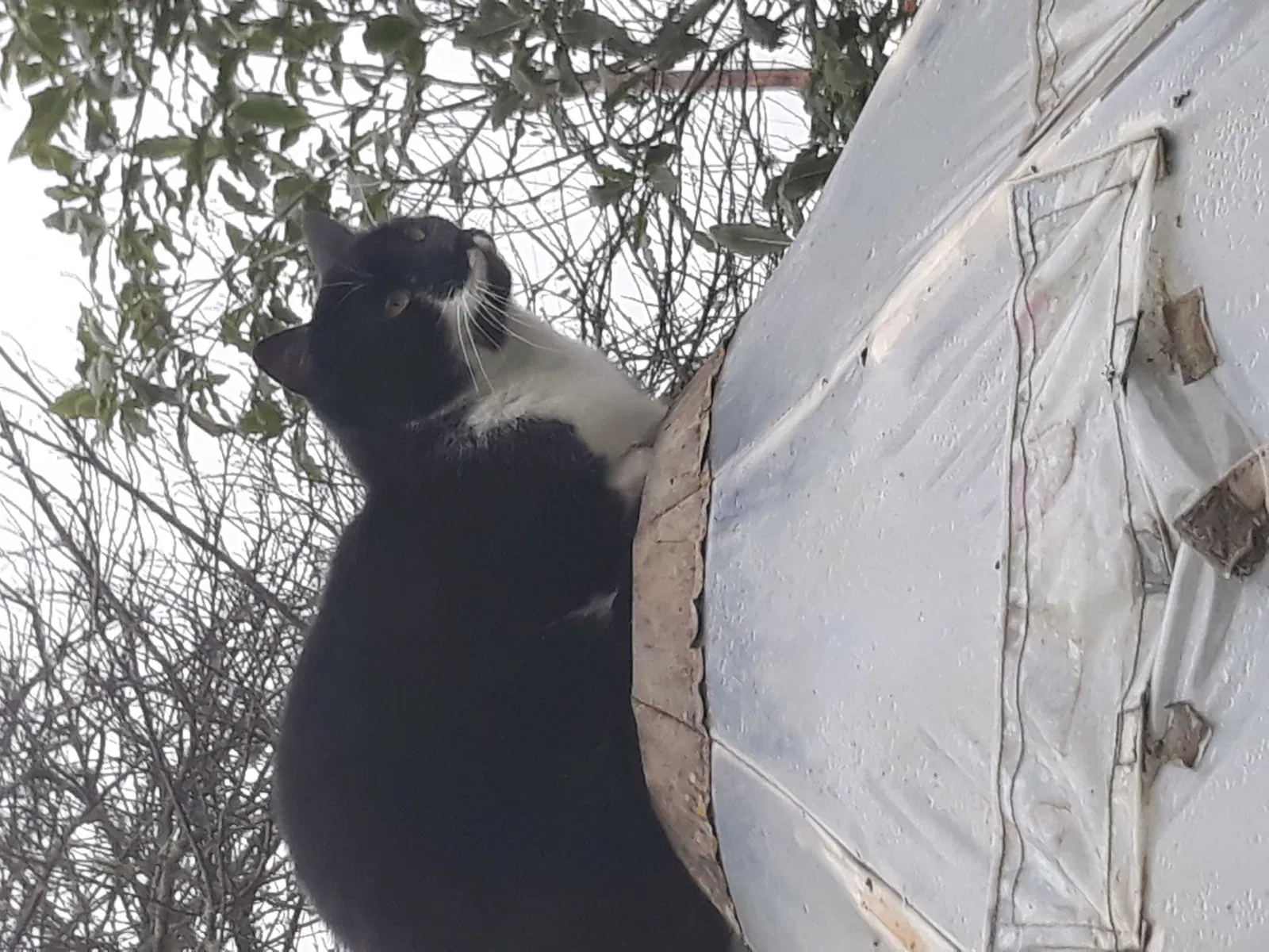 Lost cat in Daly City, CA, 94015