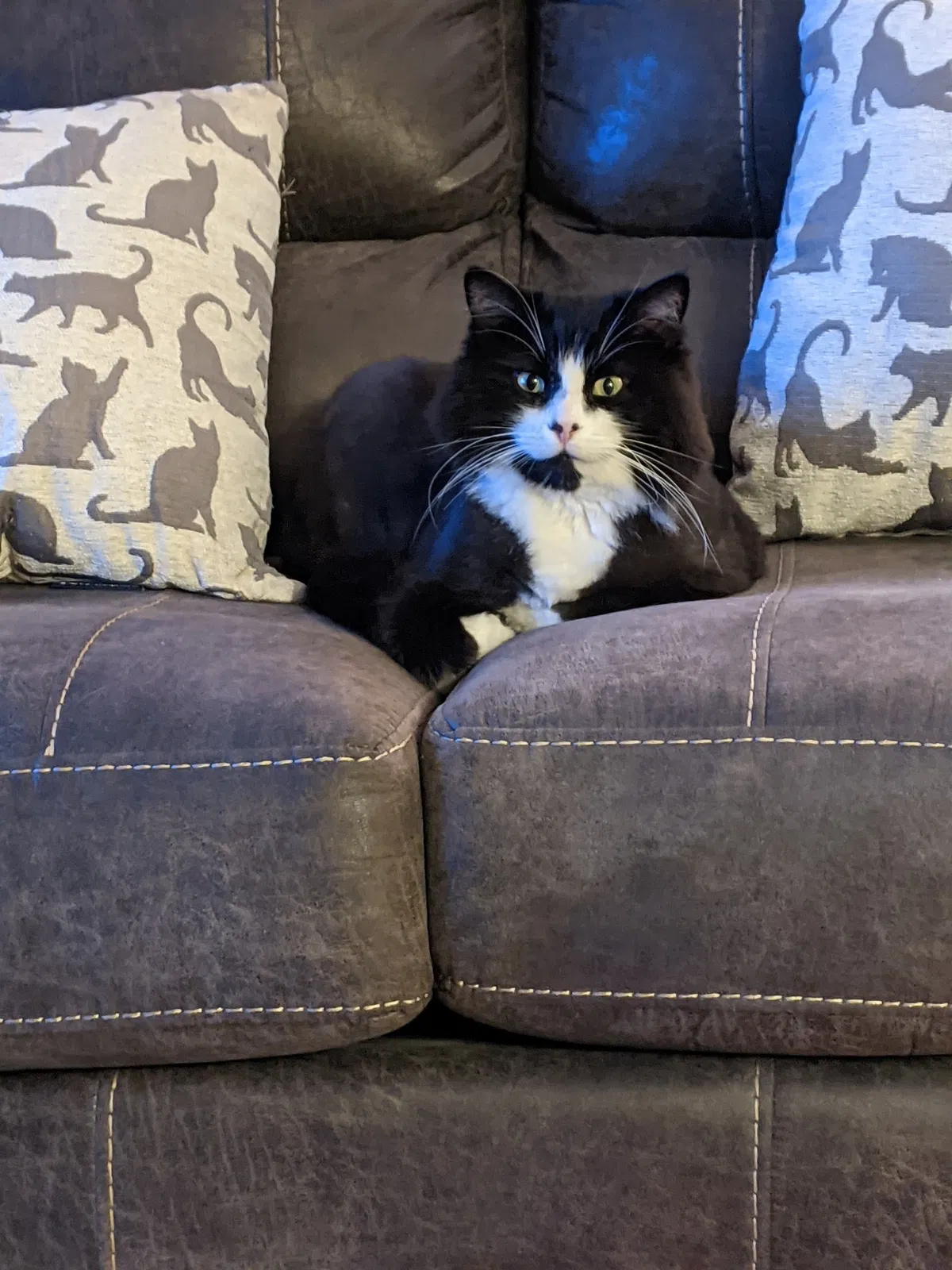 Lost cat in New Baltimore, MI, 48047