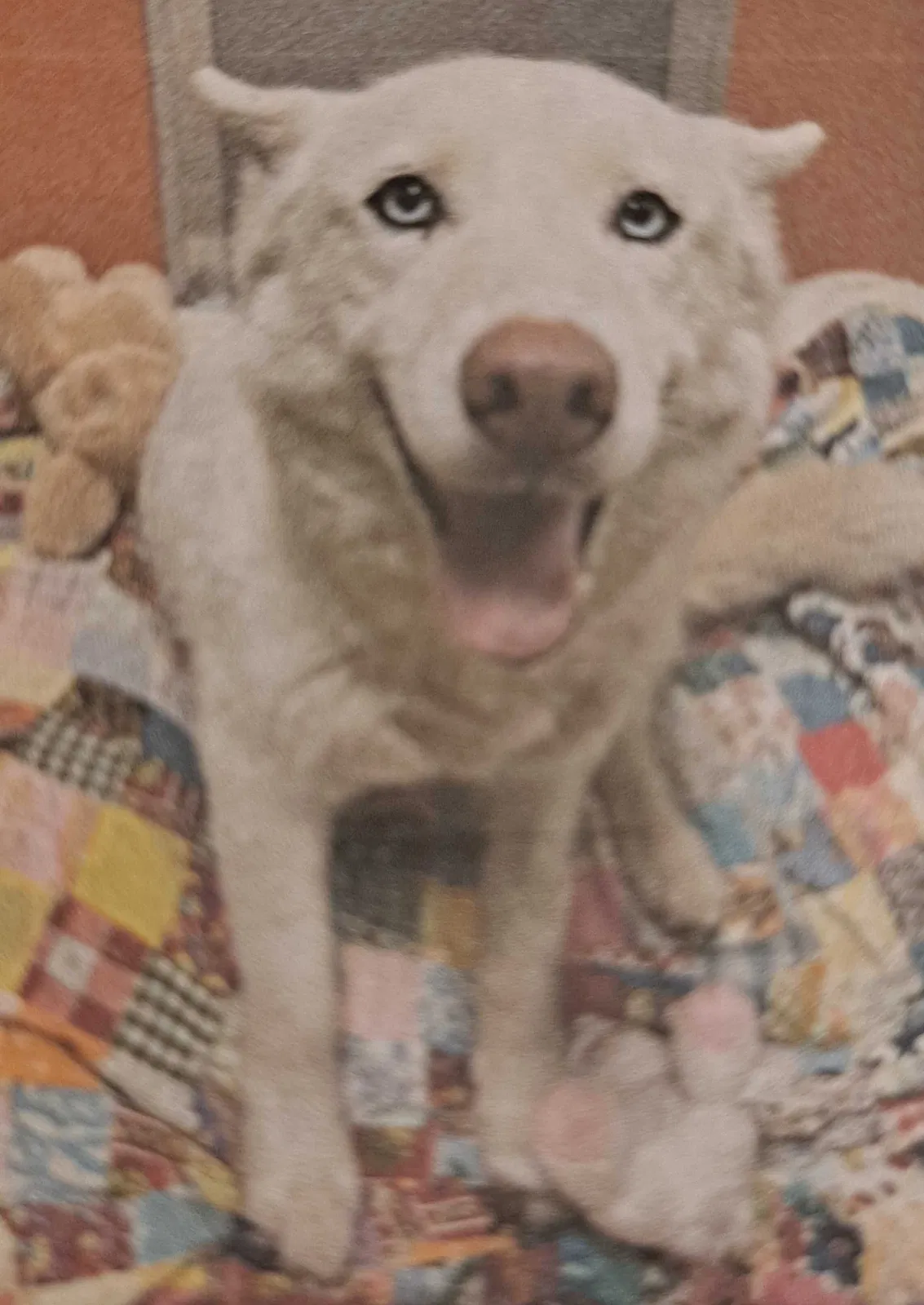 Lost dog in Visalia, CA, 93291