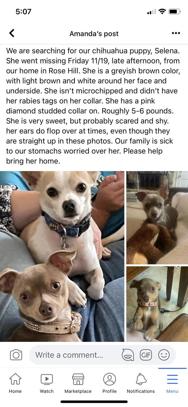 Lost dog in Rose Hill, KS, 67133