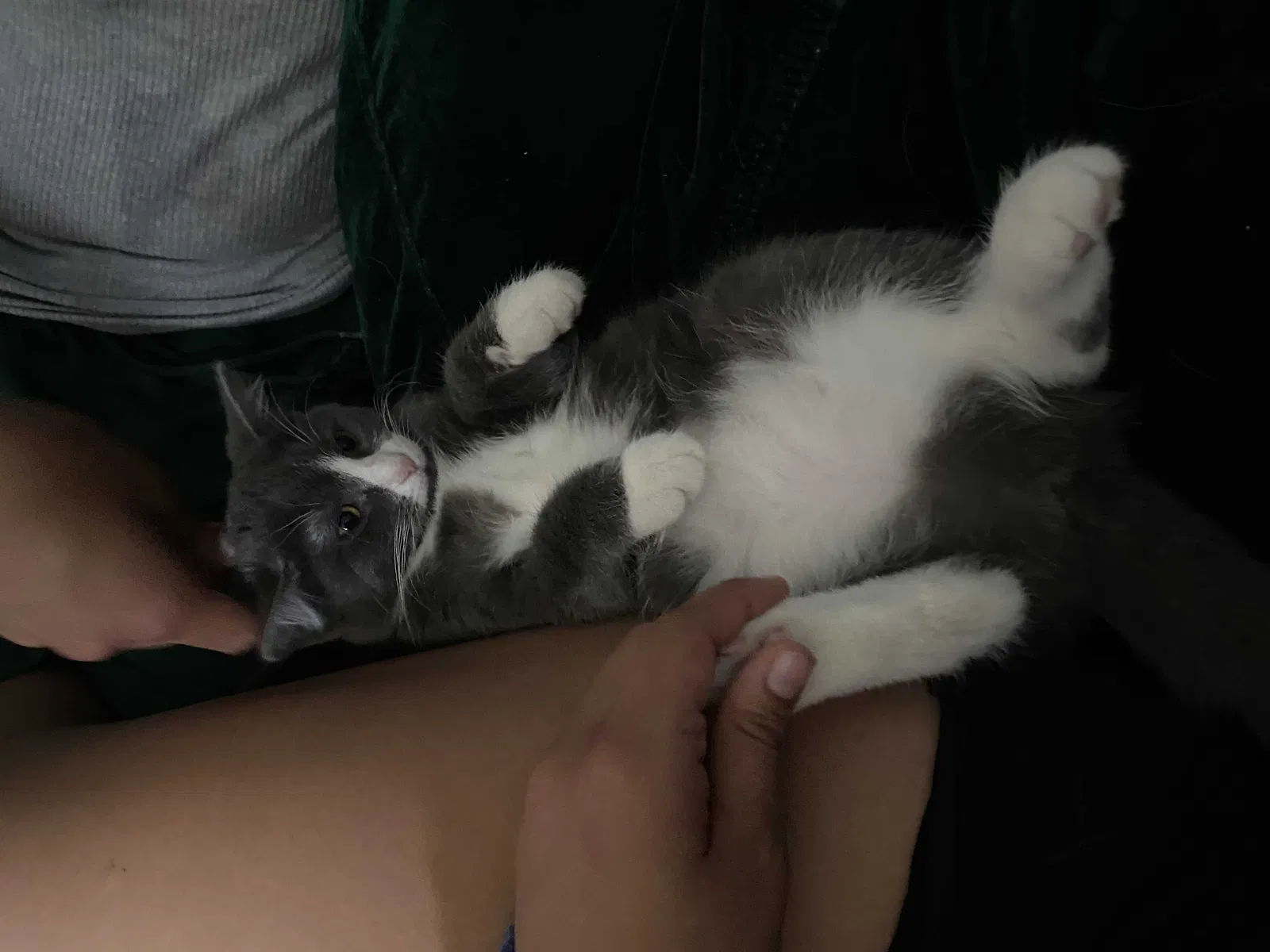 Lost cat in Crete, NE, 68333