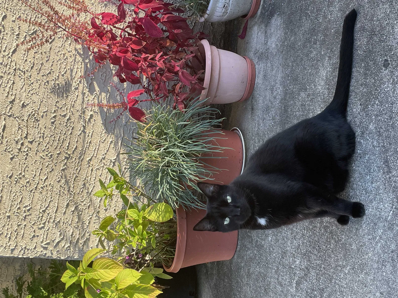 Lost cat in Broomall, PA, 19008