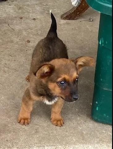 Lost dog in Saint Ann, MO, 63074