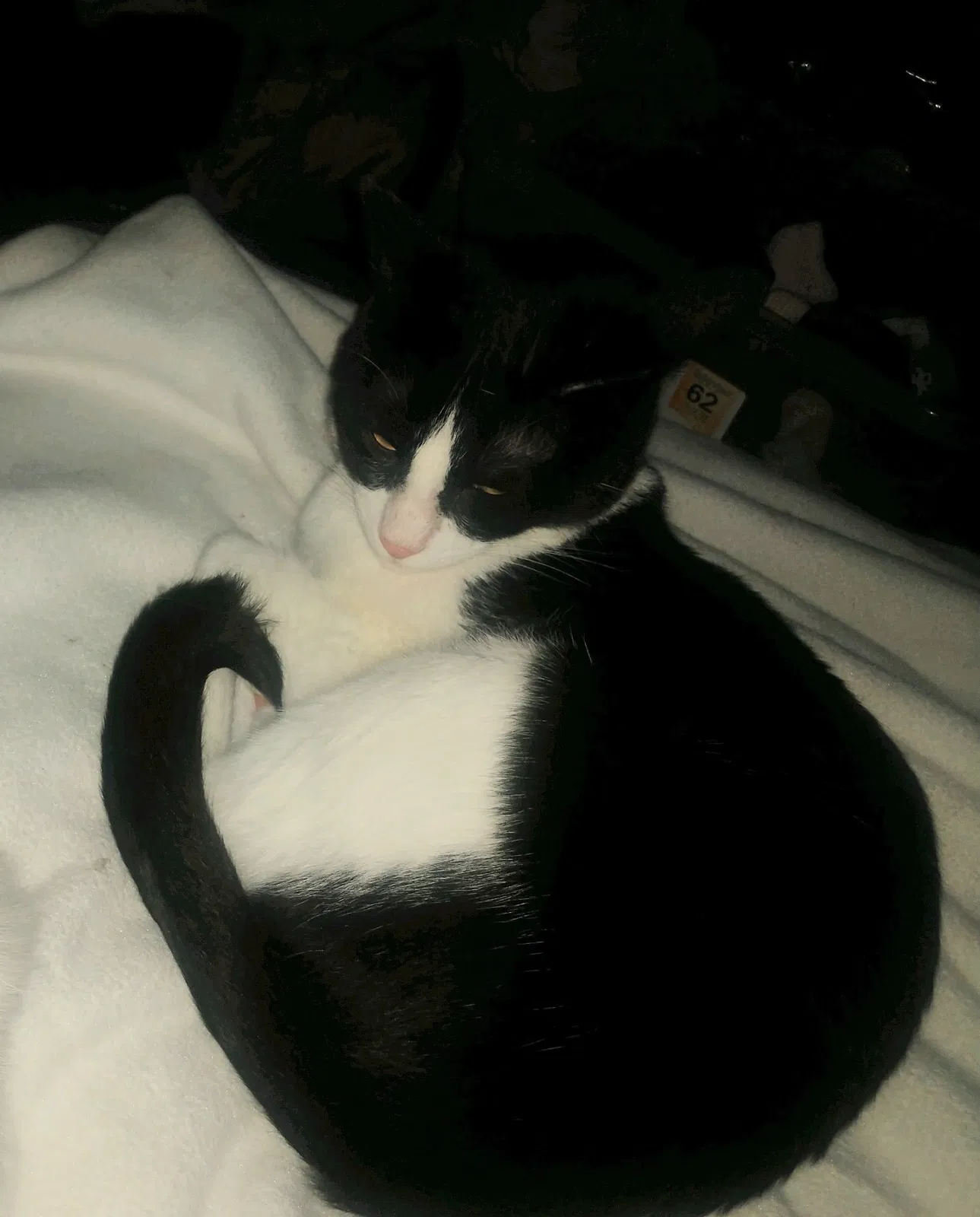 Lost cat in Houston, TX, 77072