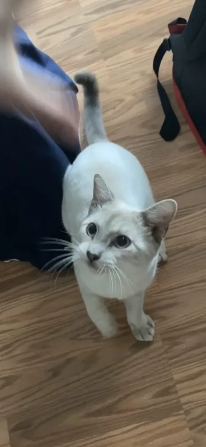 Lost cat in Katy, TX, 77450