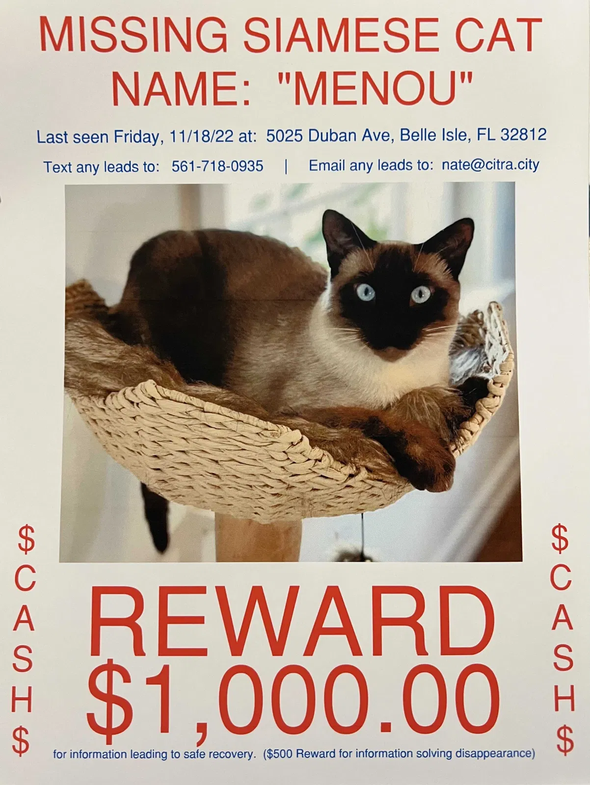 Lost cat in Orlando, FL, 32812