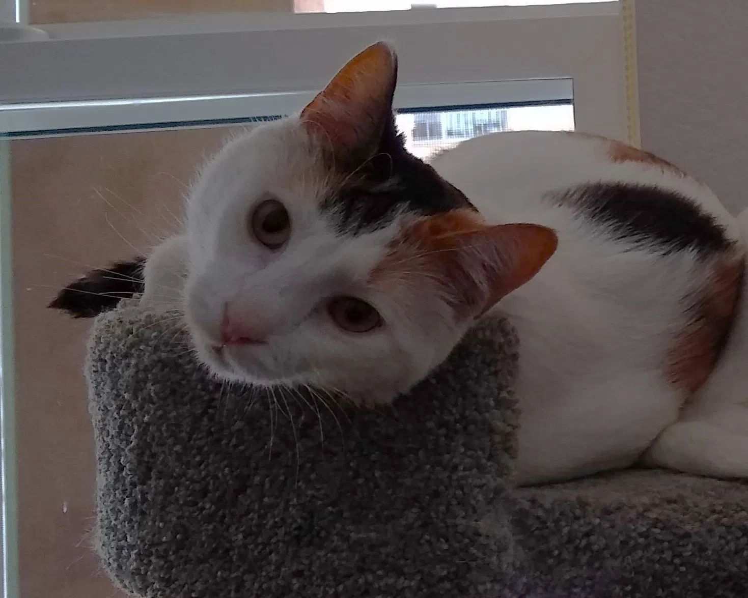 Lost cat in Kissimmee, FL, 34747