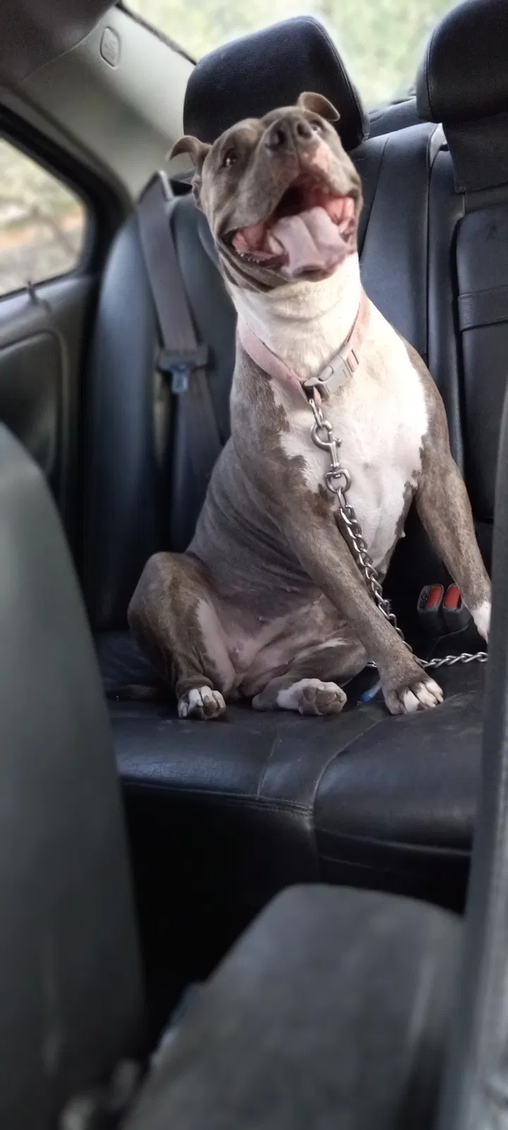 Lost dog in Tucson, AZ, 85736