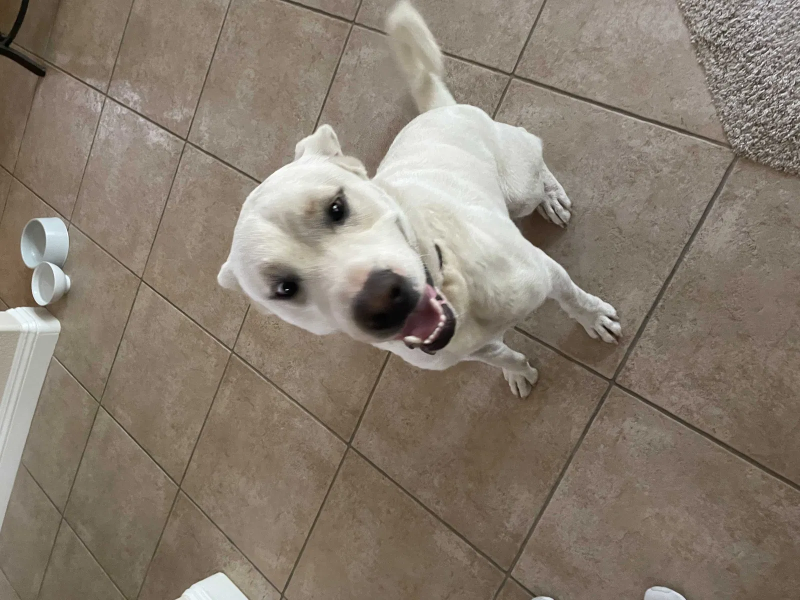 Found dog in Banning, CA, 92220
