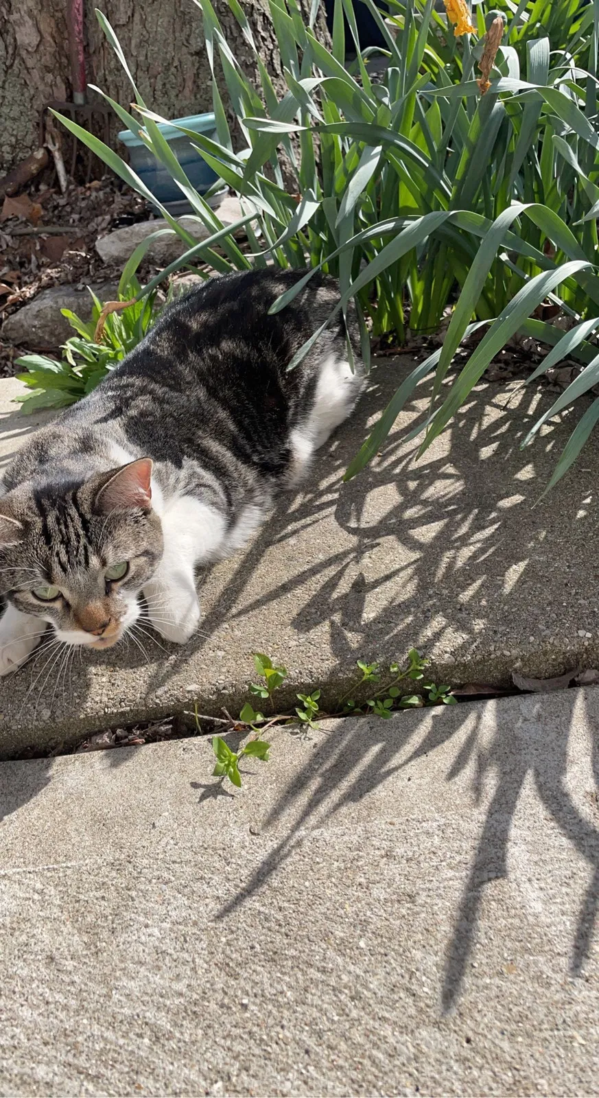 Lost cat in Aurora, IN, 47001