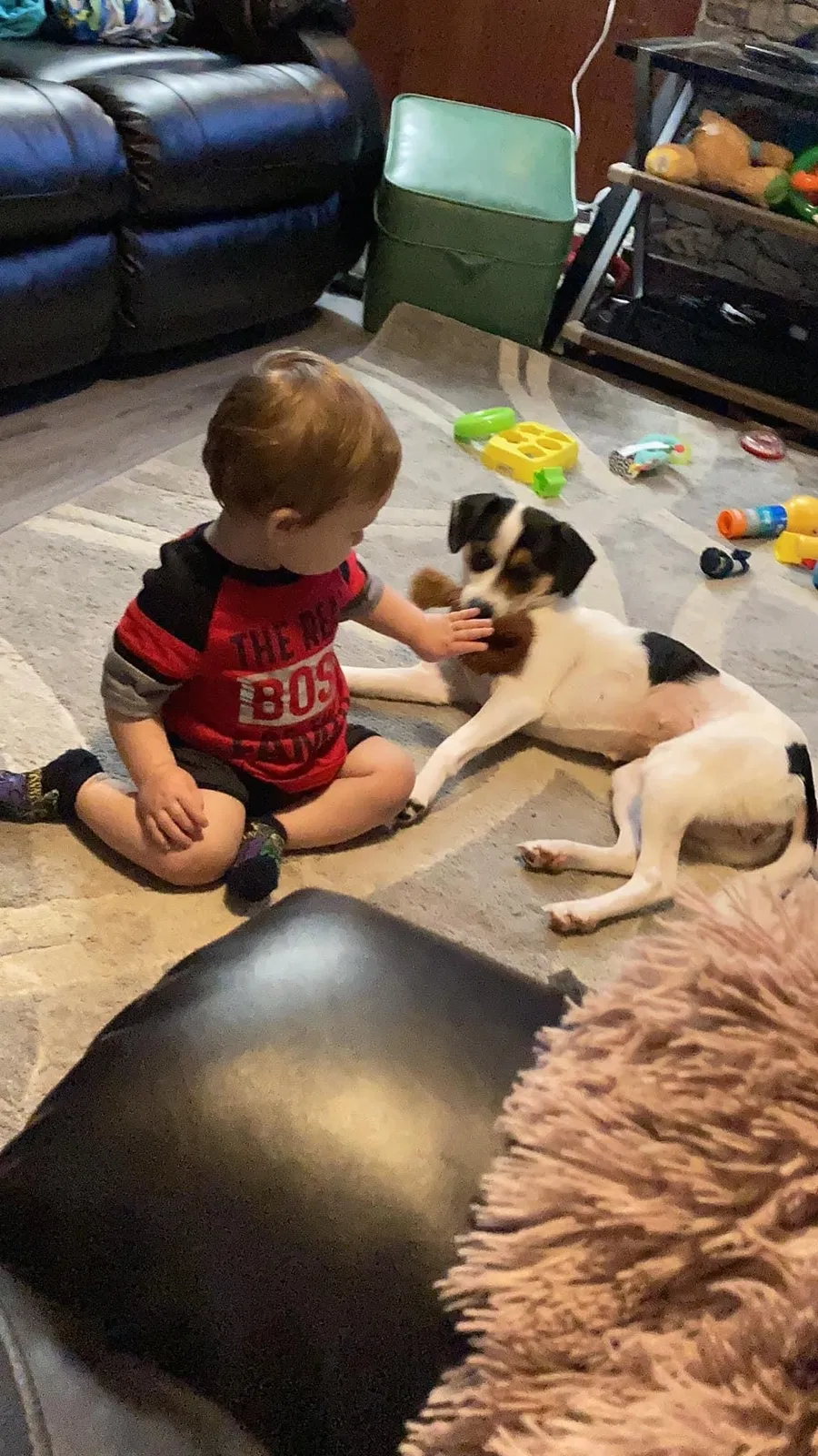 Lost dog in Dunbar, PA, 15431