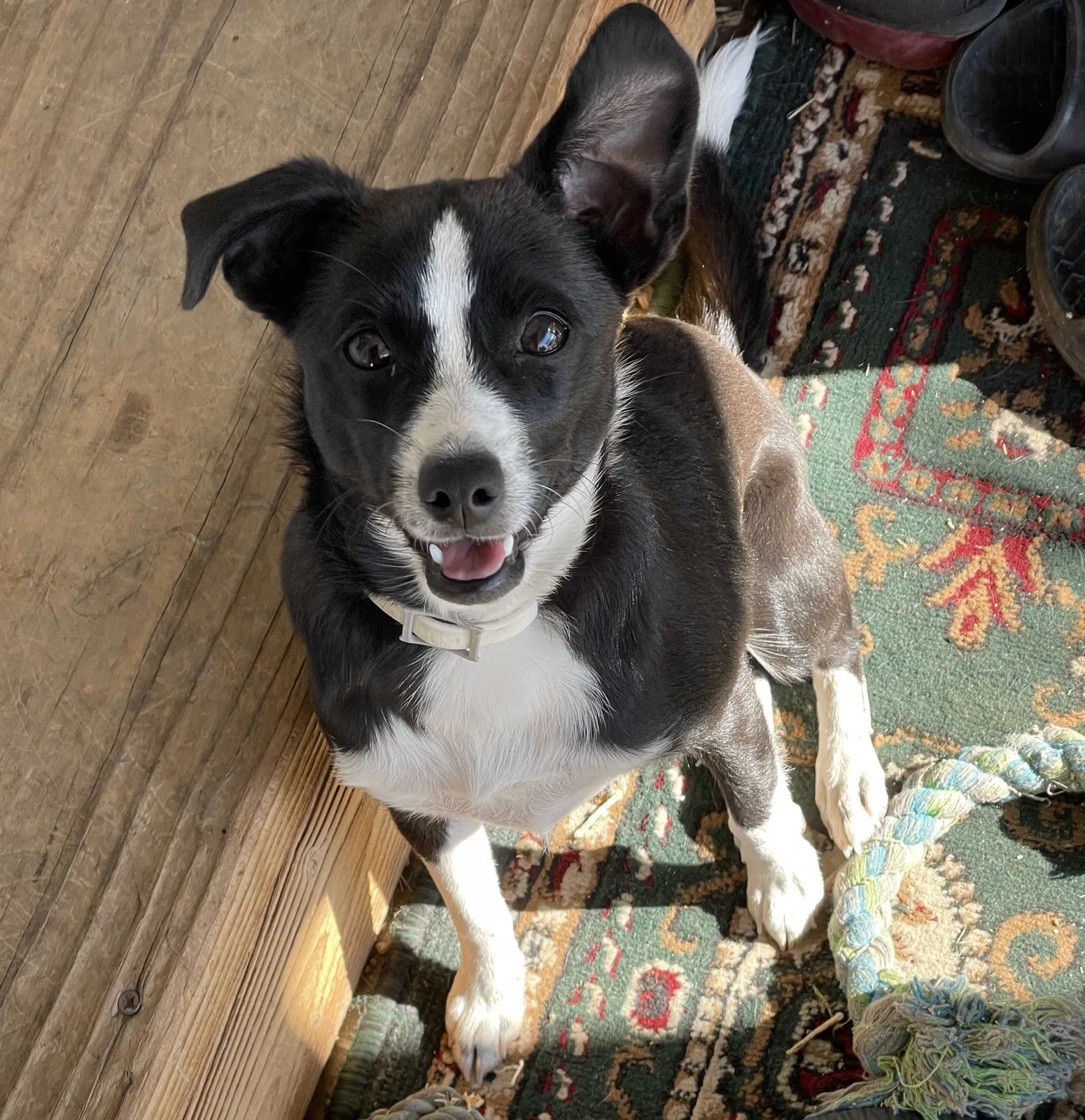 Lost dog in Sacramento, CA, 95828