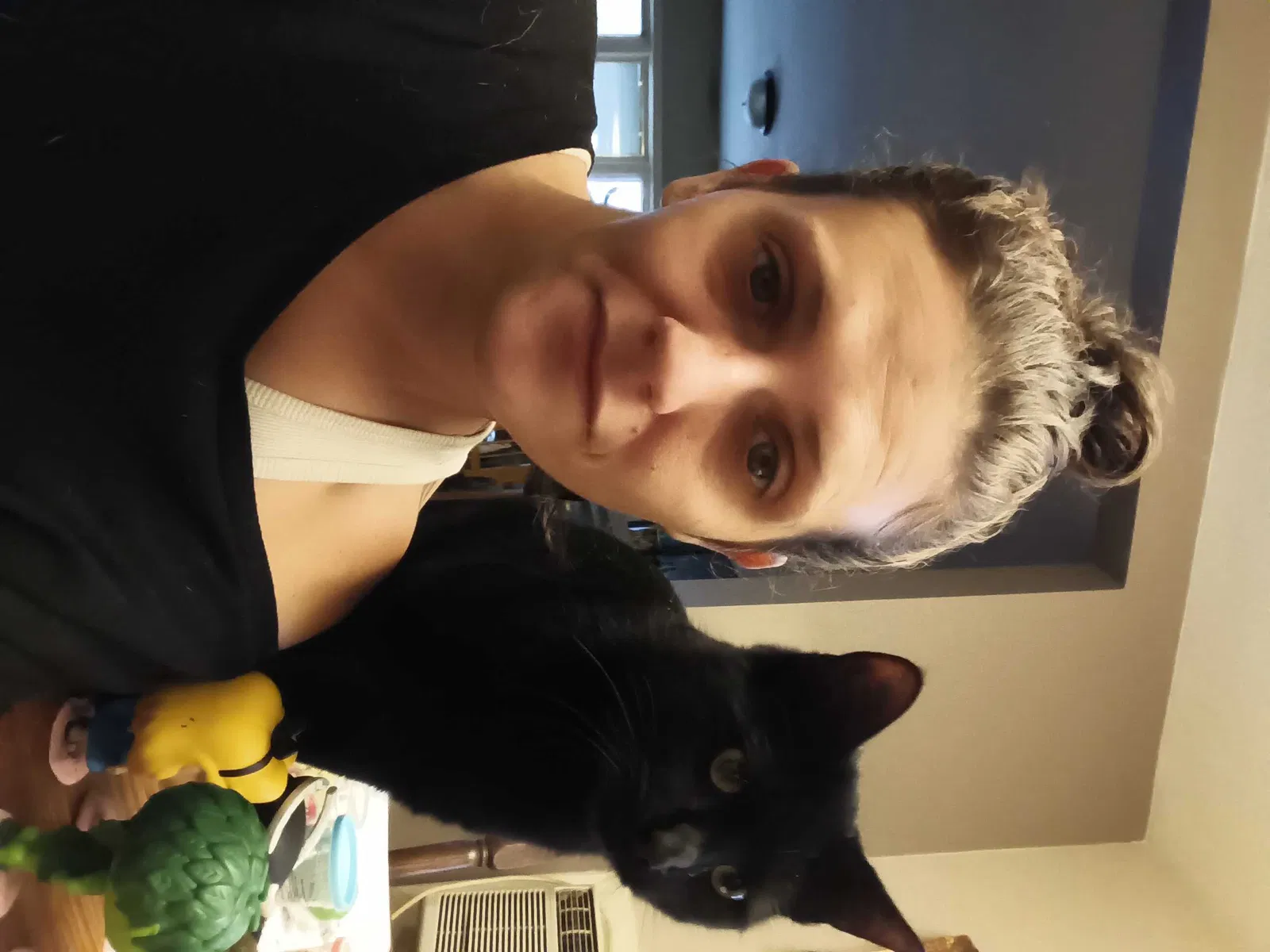 Lost cat in Harwood Heights, IL, 60706