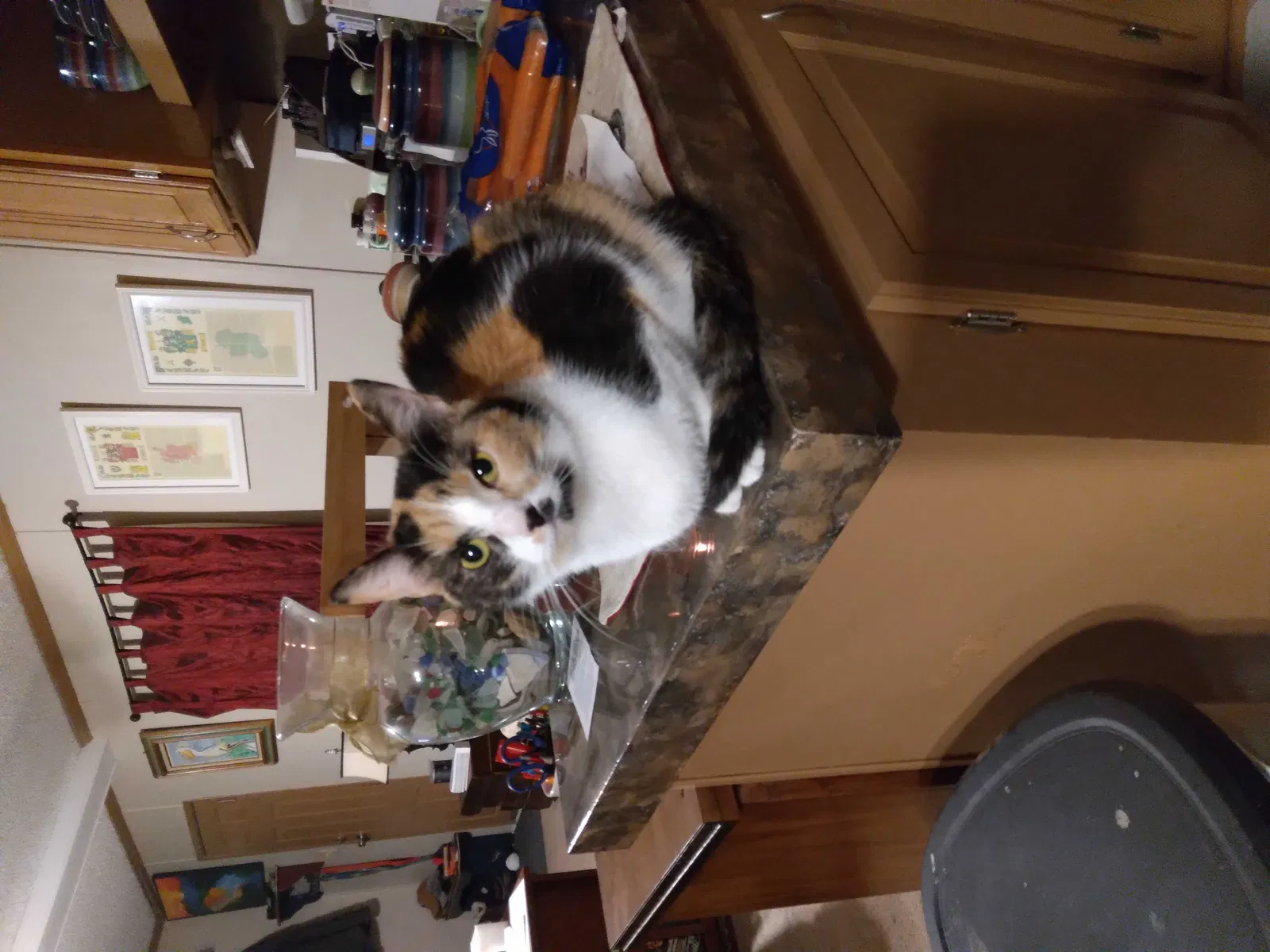 Lost cat in Ypsilanti, MI, 48198