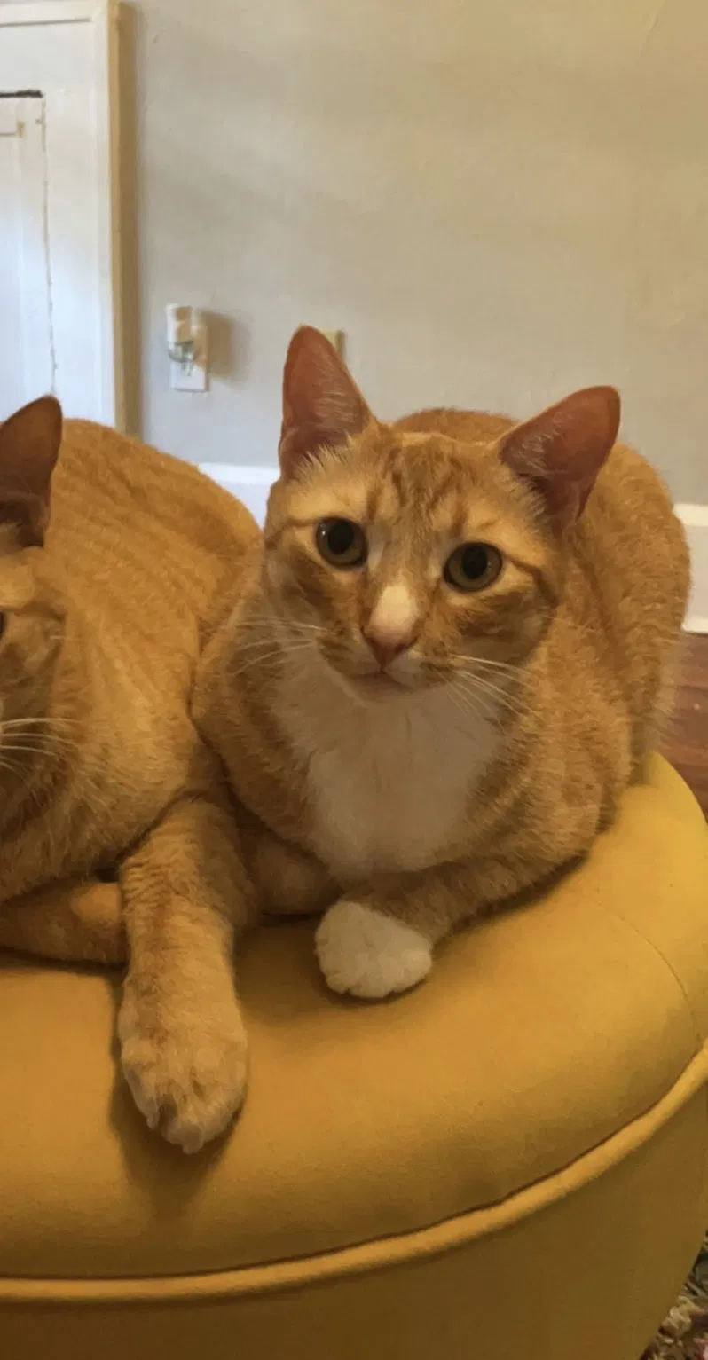 Lost cat in Saint Petersburg, FL, 33701