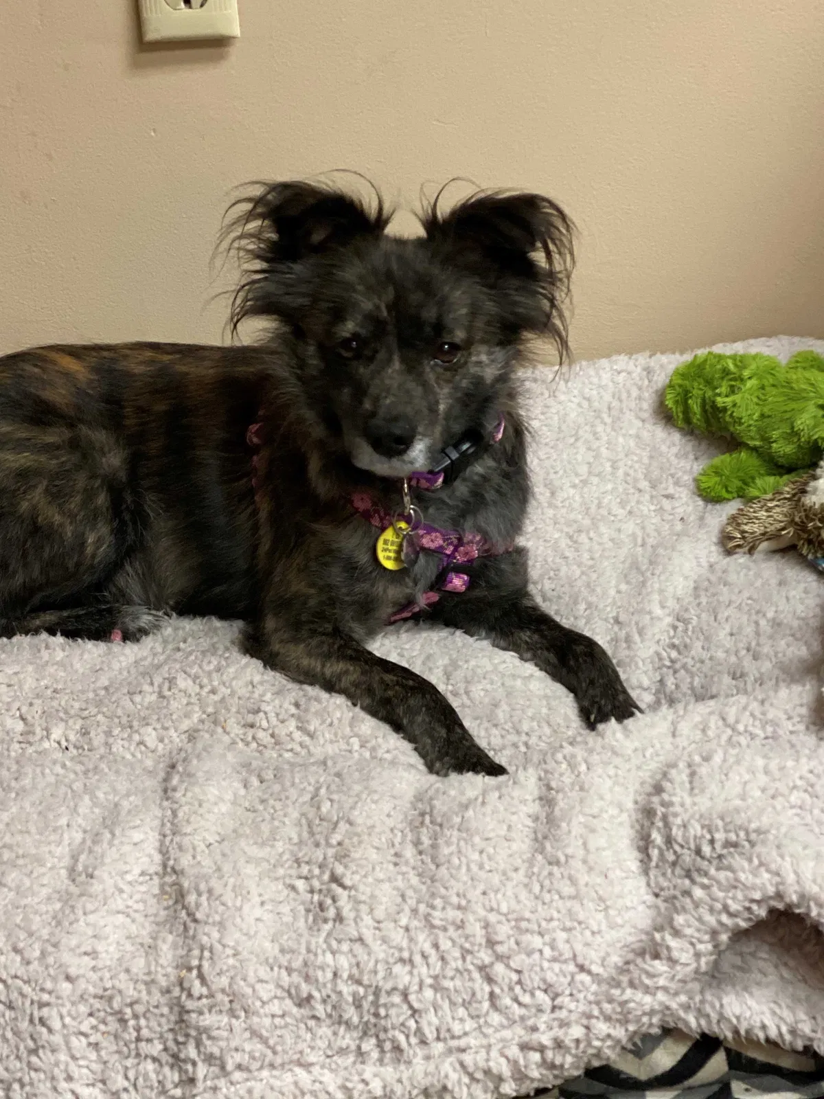 Lost dog in Lexington, SC, 29072