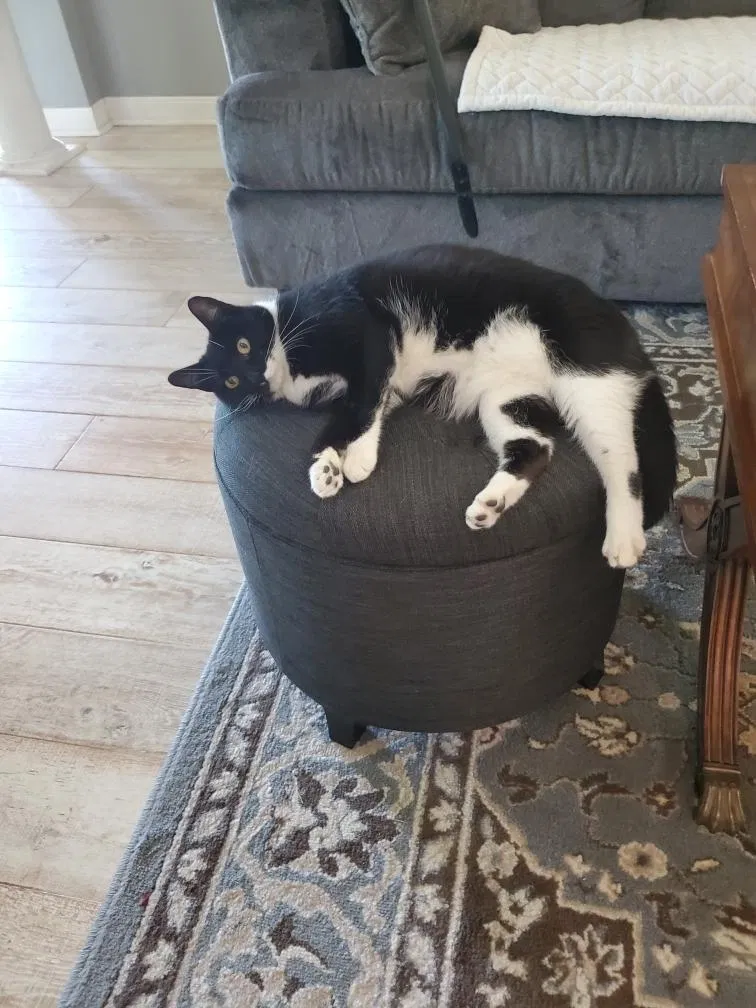 Lost cat in Cumming, GA, 30028