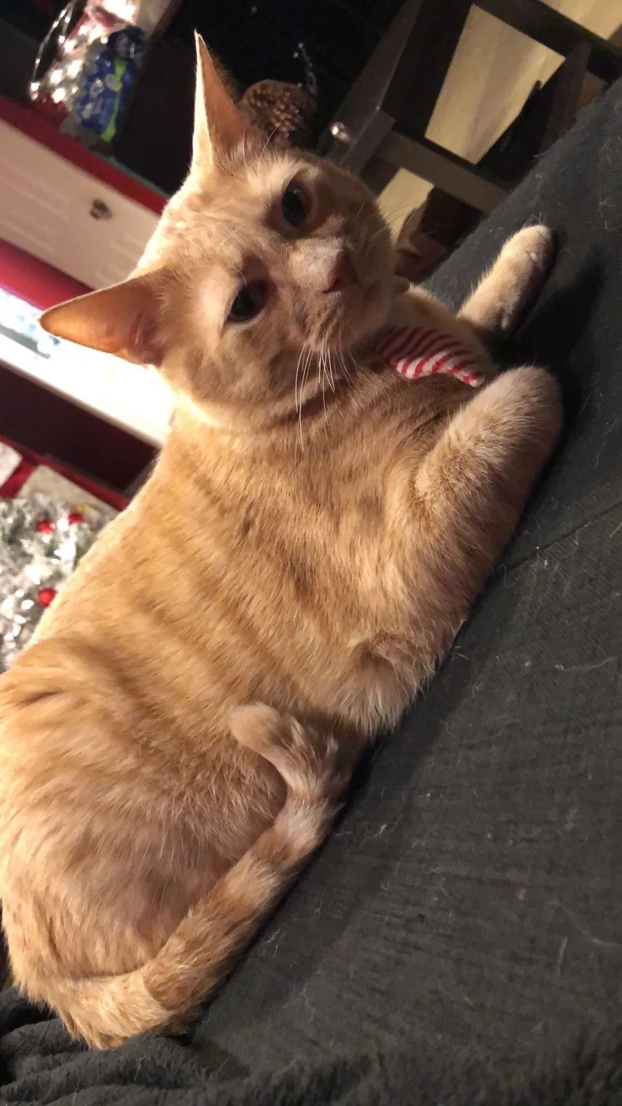 Lost cat in Chicago, IL, 60609