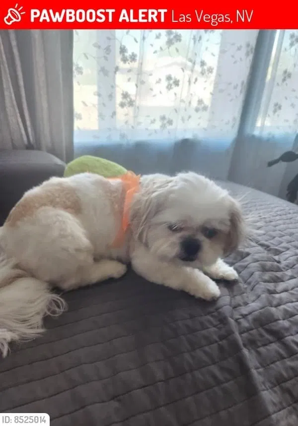 Lost dog in Las Vegas, NV, 89110