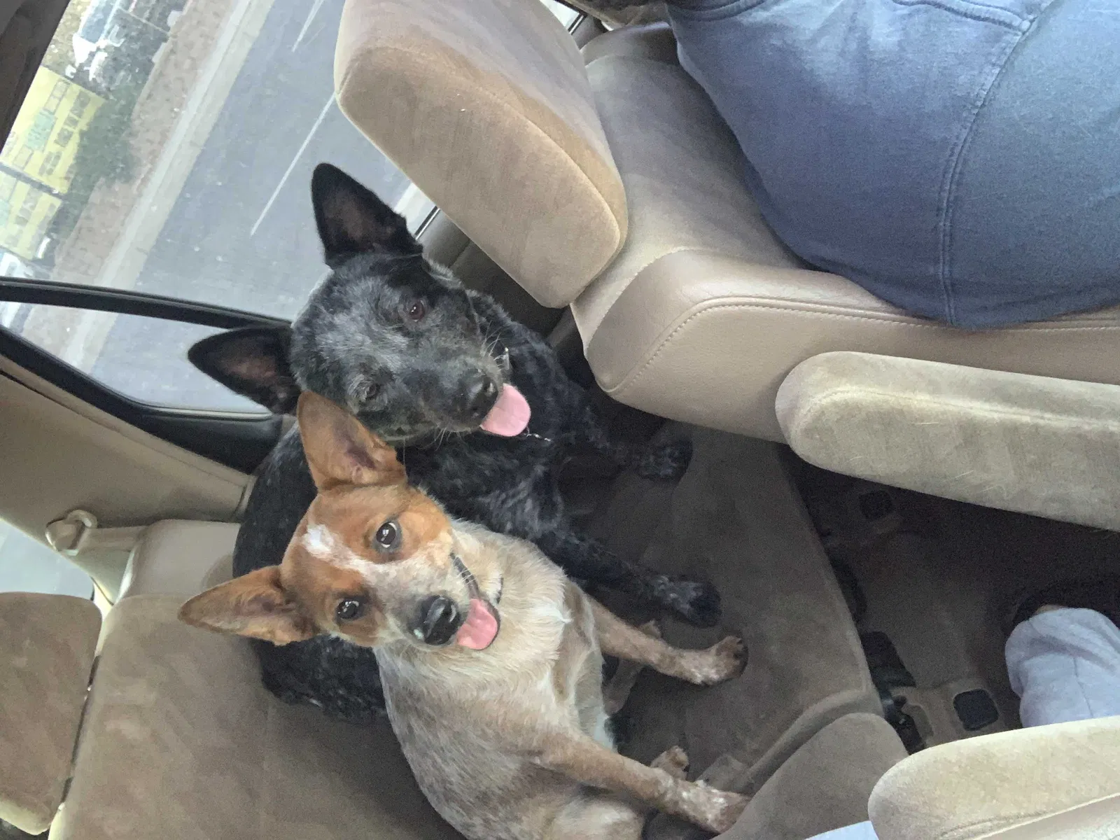 Lost dog in Rio Rancho, NM, 87124