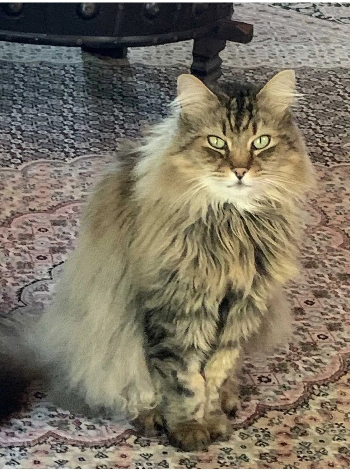 Lost cat in Monterey, CA, 93940