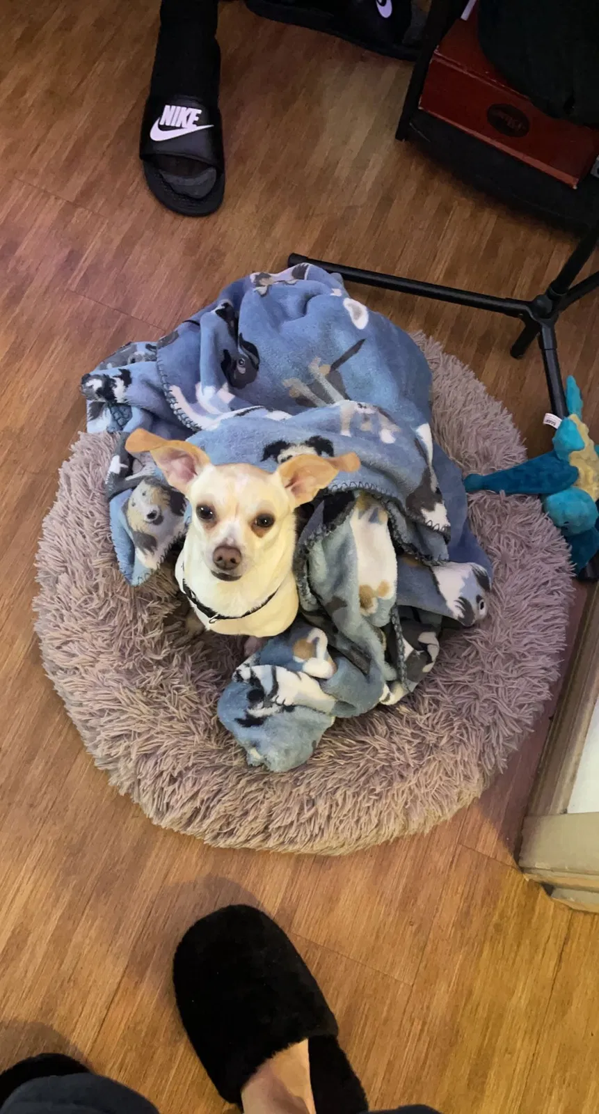 Lost dog in Mesa, AZ, 85201