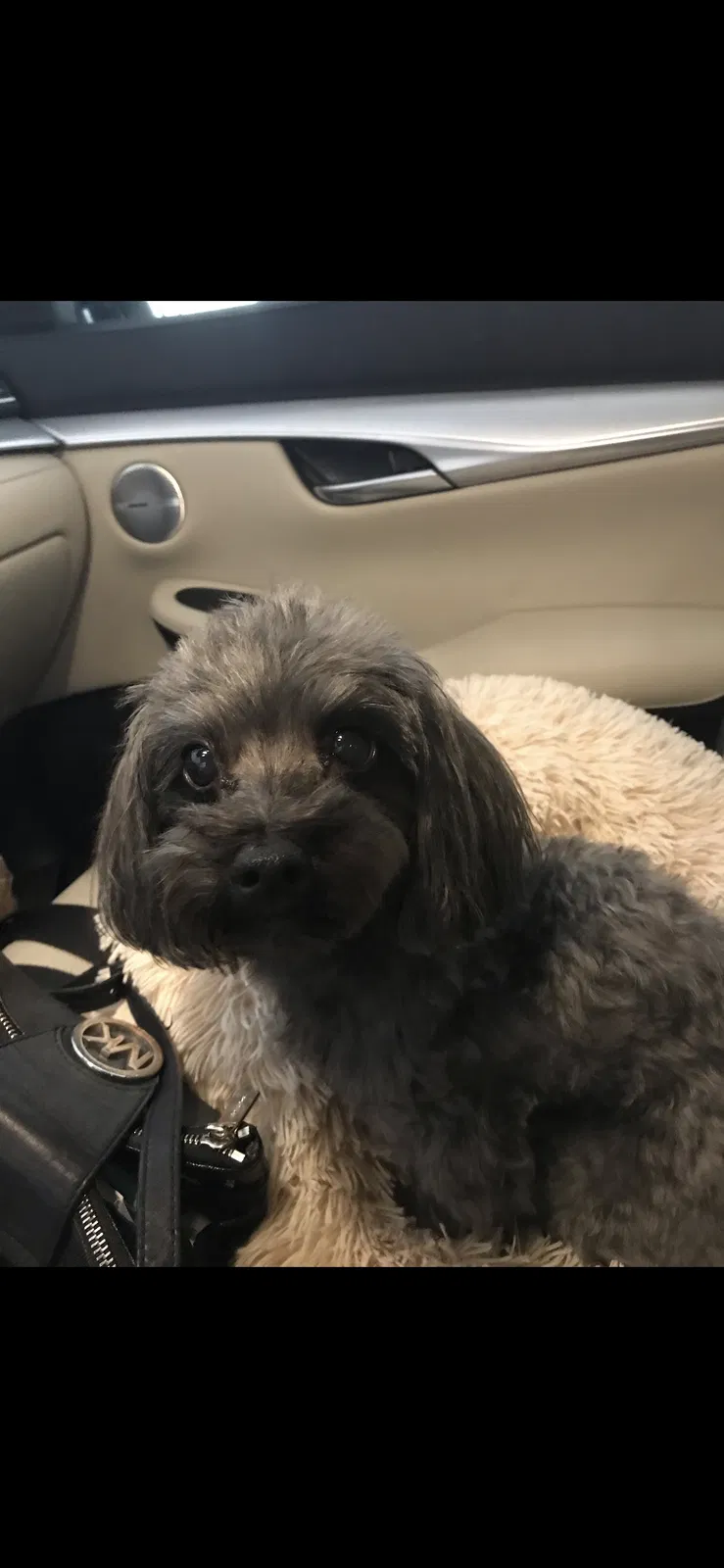 Lost dog in Gainesville, FL, 32601