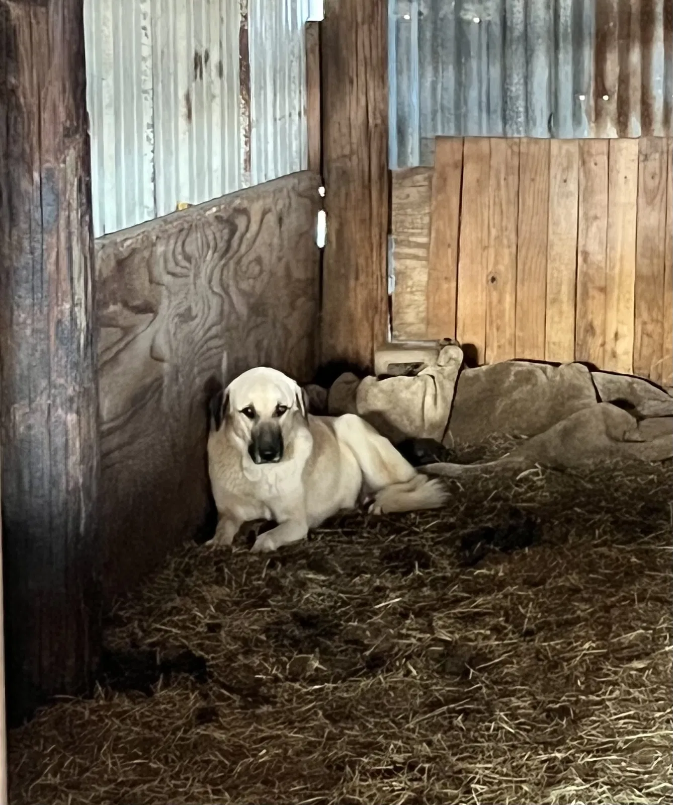 Lost dog in Mabank, TX, 75156