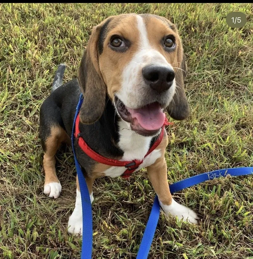 Lost dog in Chesterfield, VA, 23832