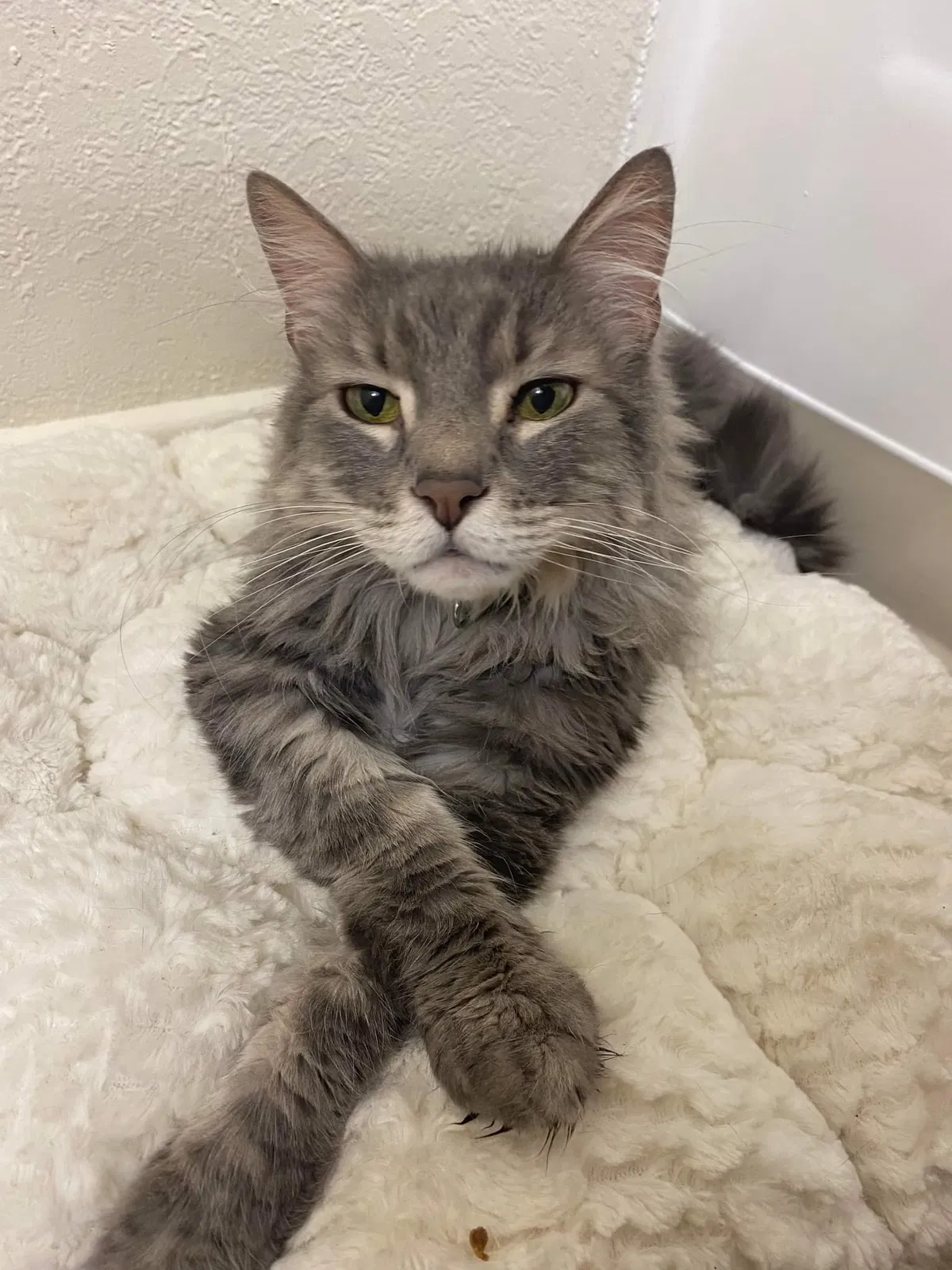 Lost cat in Peoria, AZ, 85345
