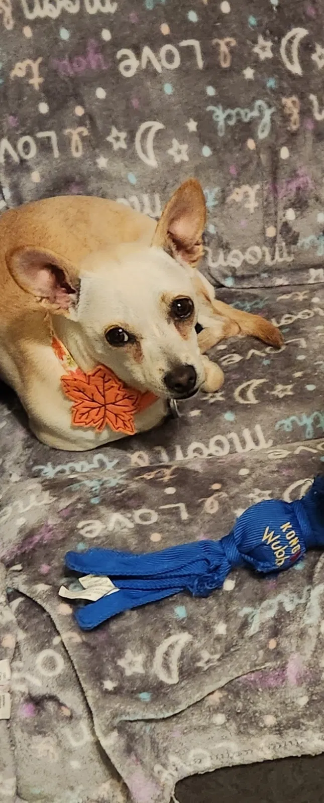 Lost dog in Menifee, CA, 92584