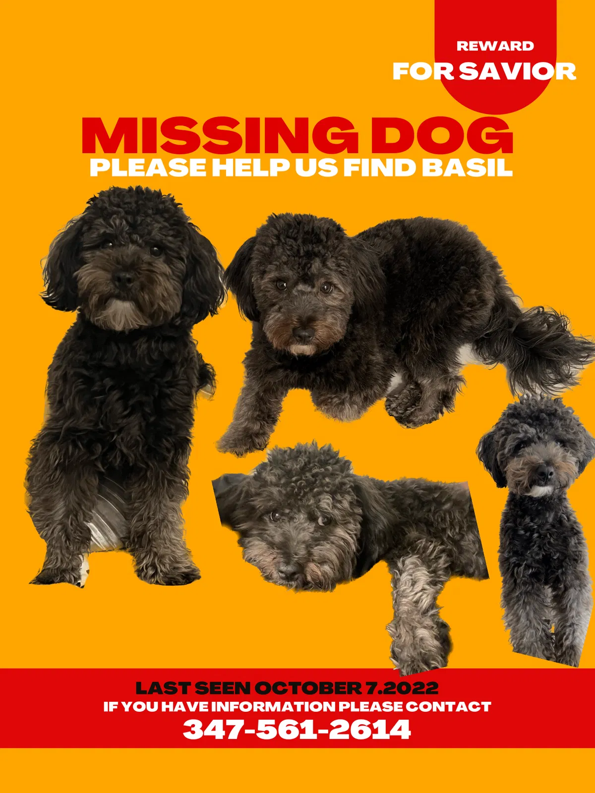 Lost dog in Bronx, NY, 10454