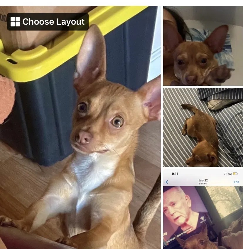 Lost dog in Sacramento, CA, 95833