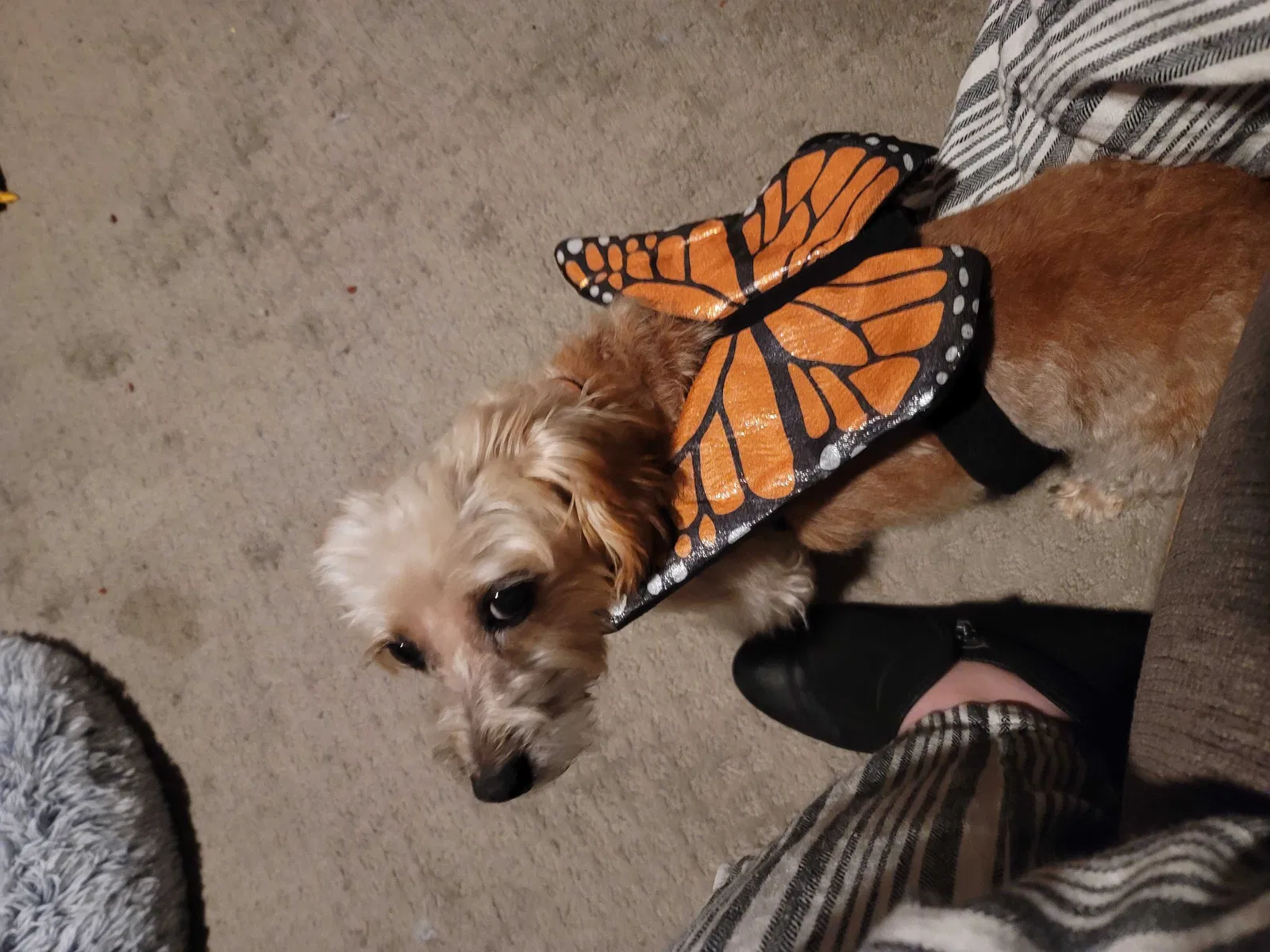 Lost dog in Dunlap, TN, 37327