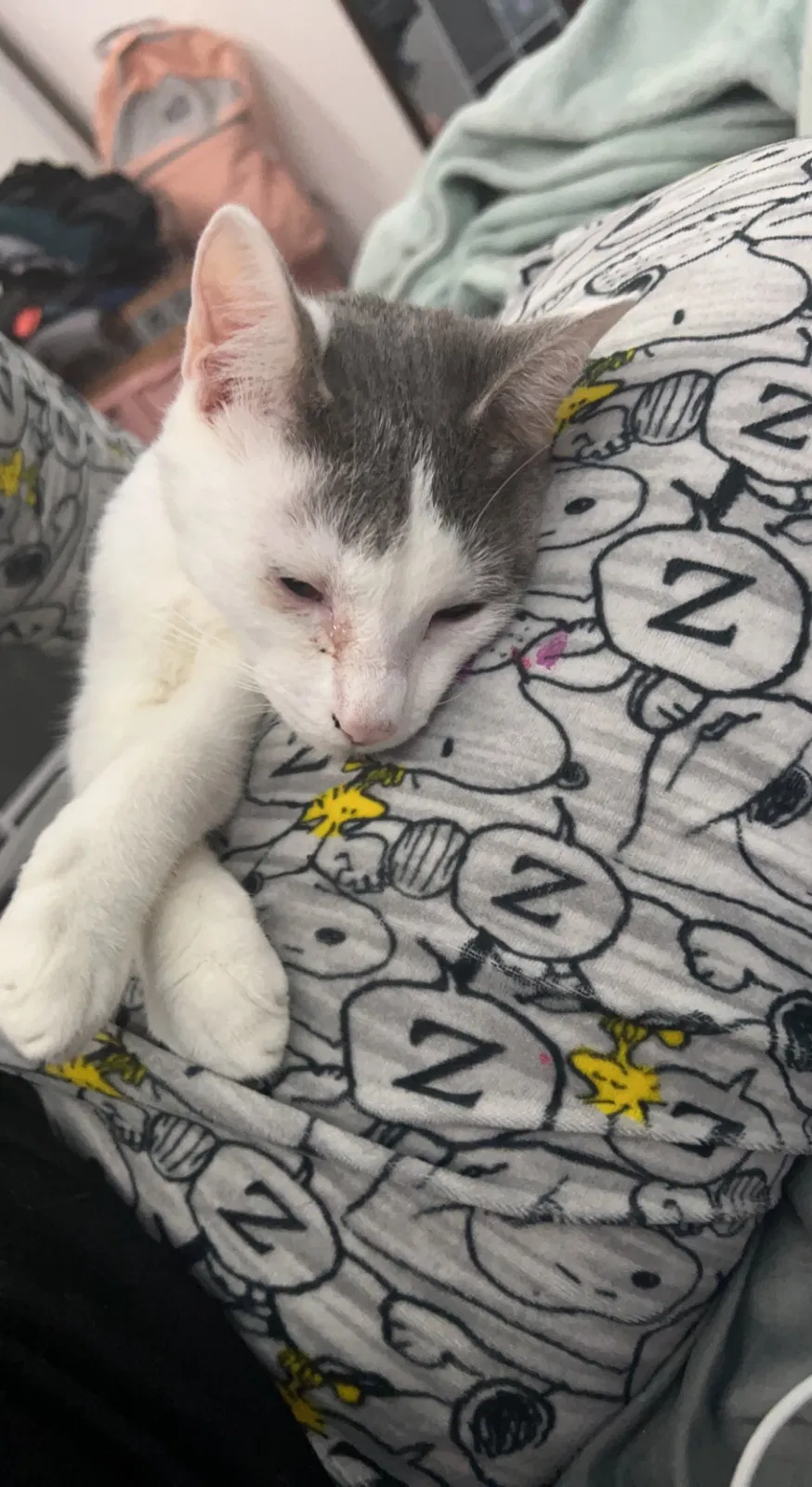 Lost cat in Edgewater, FL, 32132