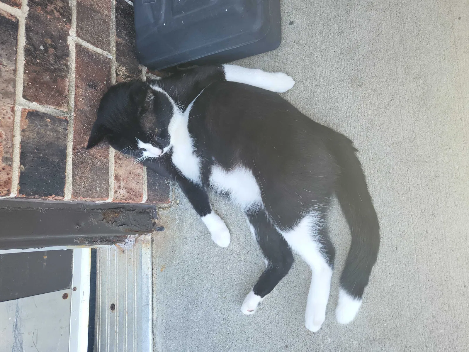 Lost cat in Kansas City, KS, 66103