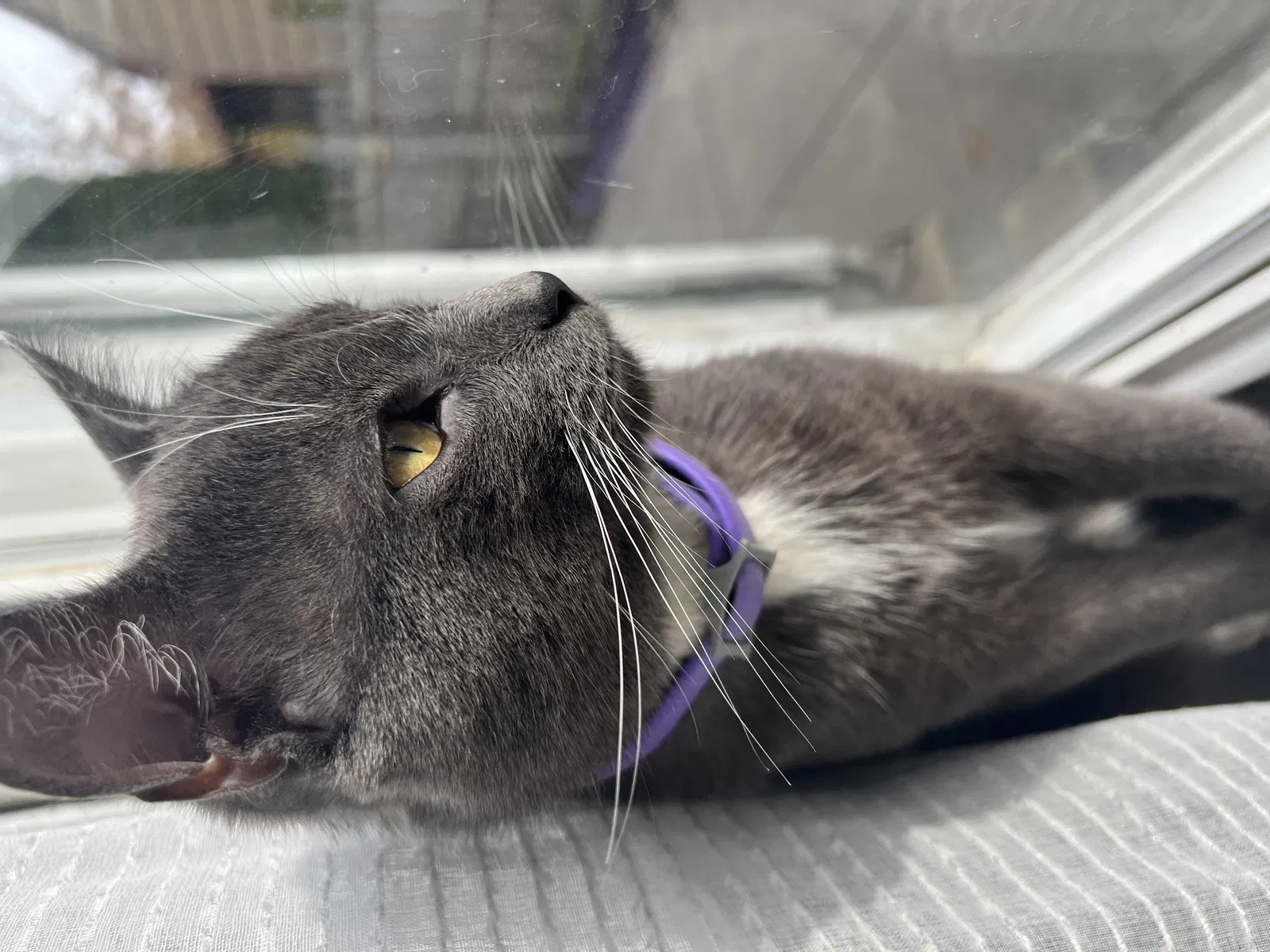 Lost cat in Buffalo, NY, 14214