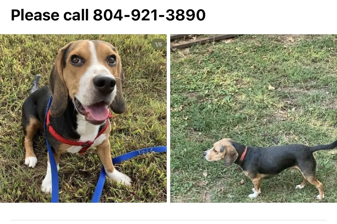 Lost dog in Chesterfield, VA, 23832