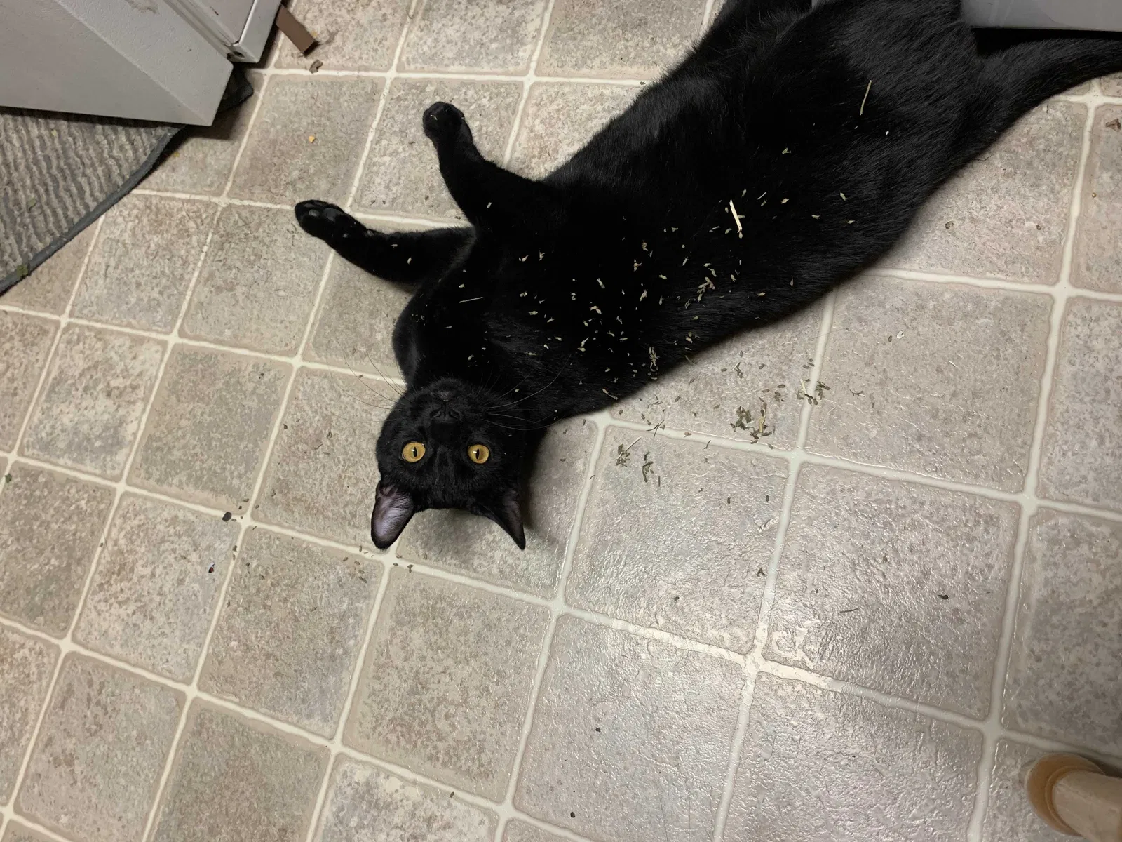Lost cat in Oroville, CA, 95965