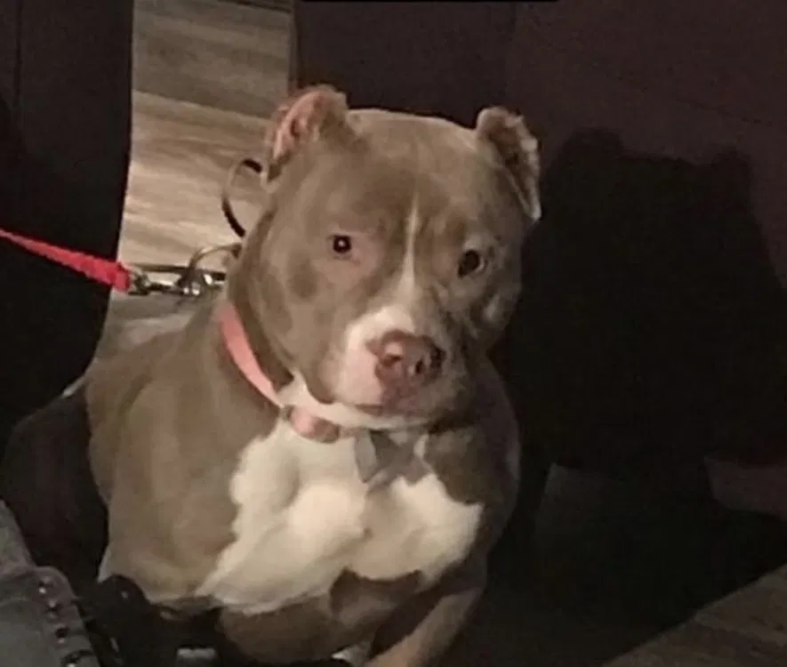 Lost dog in Baton Rouge, LA, 70808