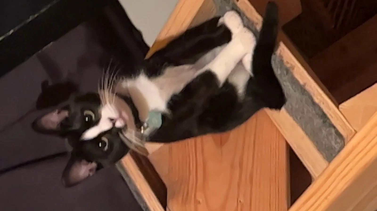 Lost cat in Wichita, KS, 67218