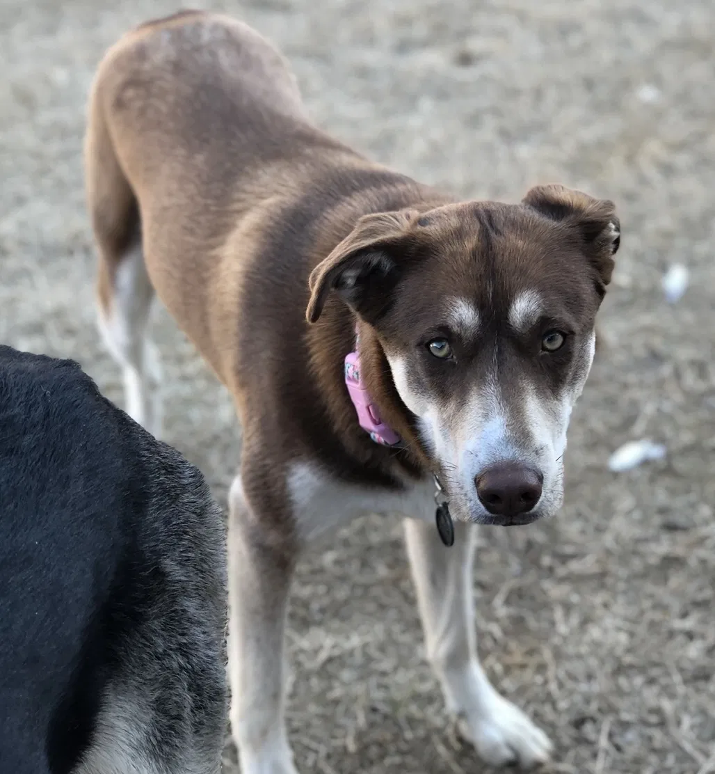 Lost dog in Cabot, AR, 72023