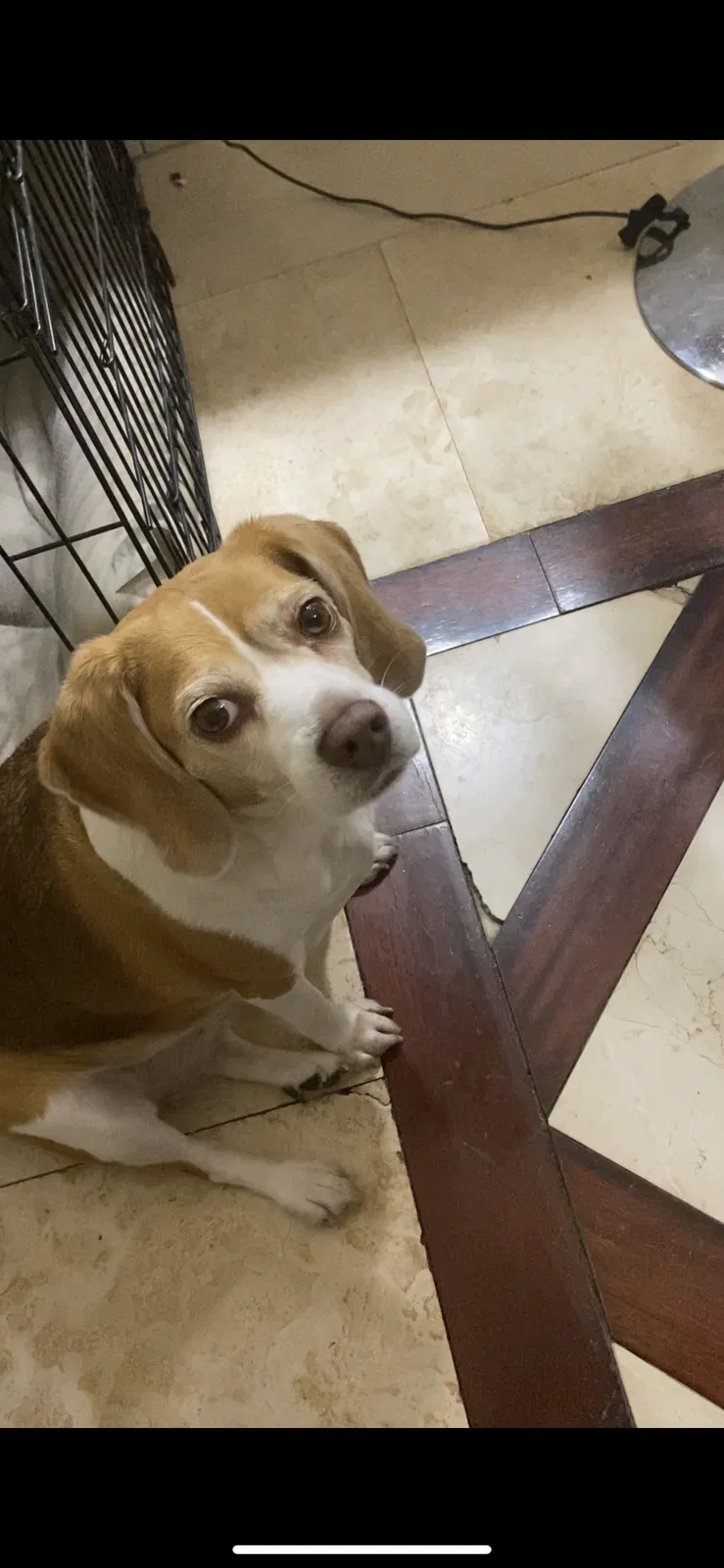 Lost dog in Hialeah, FL, 33016