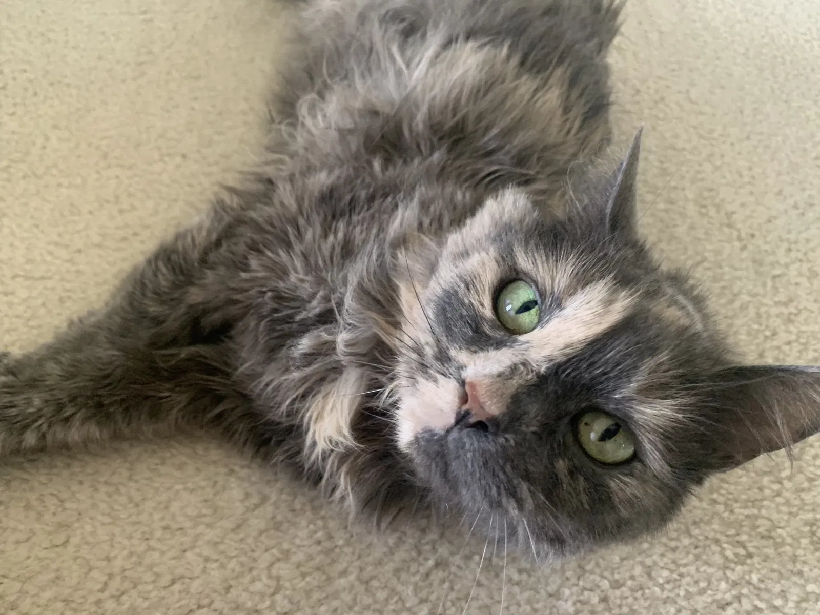 Lost cat in Reisterstown, MD, 21136
