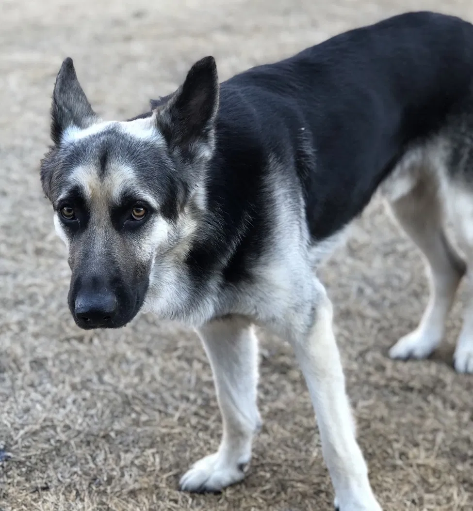 Lost dog in Cabot, AR, 72023