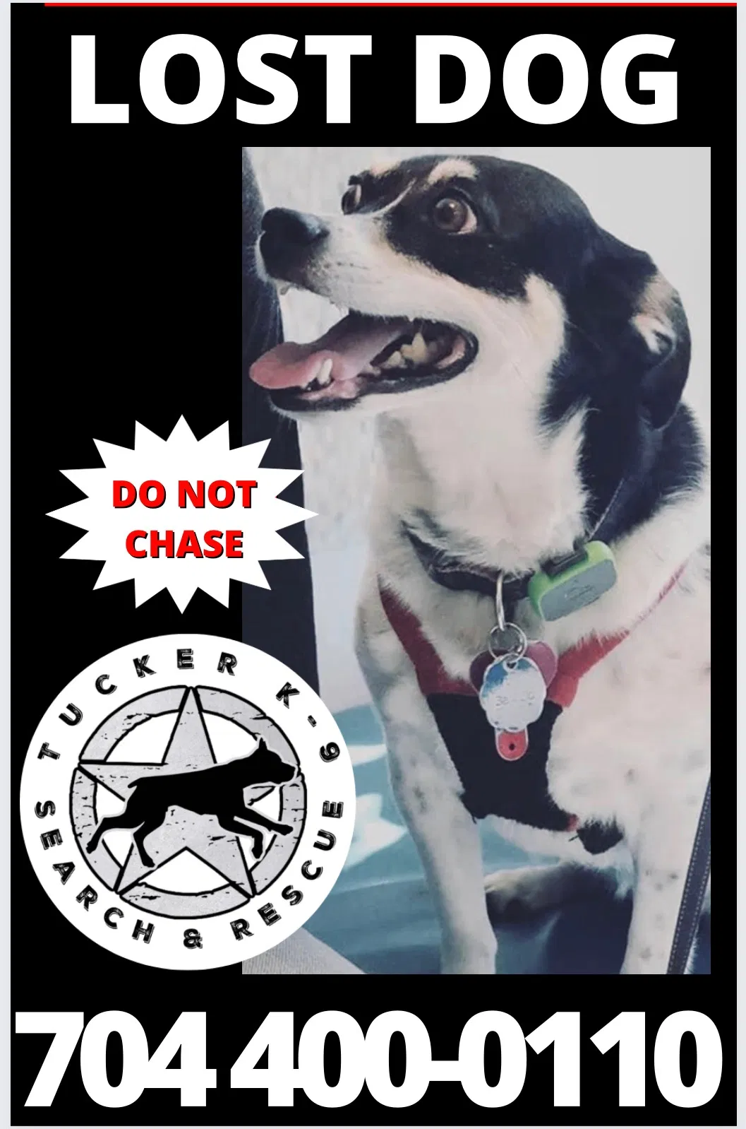 Lost dog in Charlotte, NC, 28206