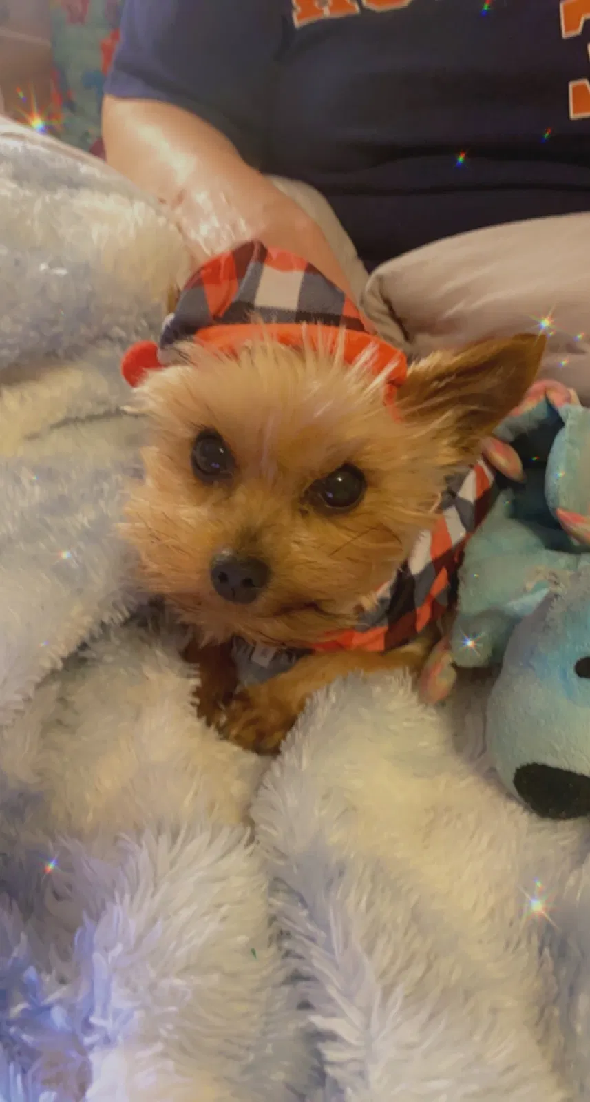 Lost dog in La Porte, TX, 77571