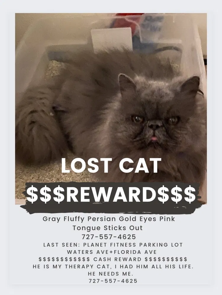 Lost cat in Tampa, FL, 33604